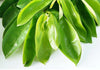 Sour Sop Products