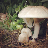 Mushroom Powder by CC360