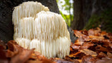 Mushroom Powder by CC360