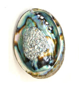 Abalone Shell, 6 - 7 inches