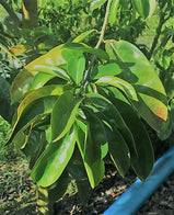 Premium Organic Soursop Leaves