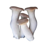 Mushroom Powder by CC360