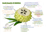 SOURSOP: Graviola Leaf Powder