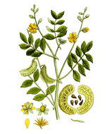 Senna Leaf Tea Bags by Herboganic
