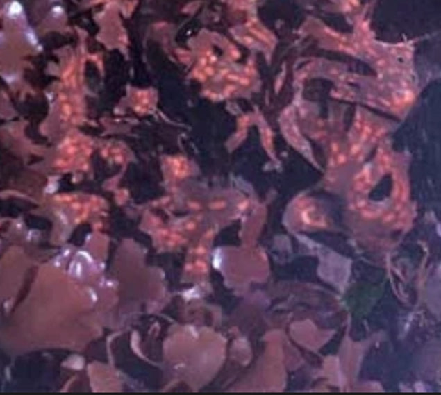 Purple Sea Moss Capsules 90 ct