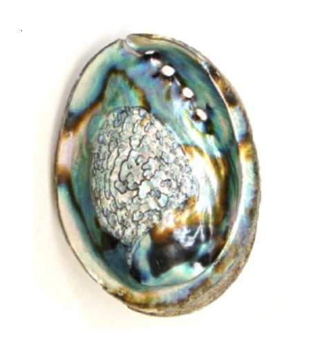 Abalone Shell, 6 - 7 inches