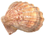 "Lion's Paw"  Scallop Shell, 5 - 6 inches