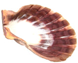 "Lion's Paw"  Scallop Shell, 5 - 6 inches