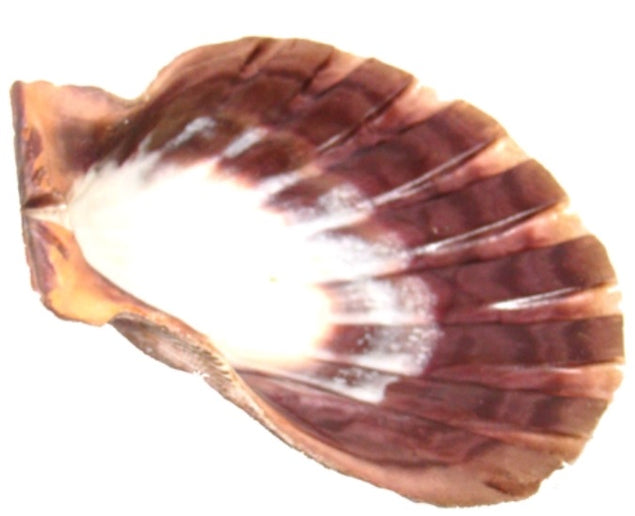 "Lion's Paw"  Scallop Shell, 5 - 6 inches