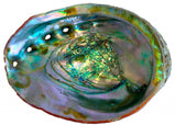 Abalone Shell, 6 - 7 inches