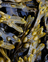 *NEW* SEA MOSS Detox Bath tea Bags Sea Moss & Bladderwrack Dr. SEBI approved ingredients with Magnesium flakes, Bladderwrack, Sea Moss, & Mineral Salts