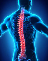 STRONG BACK Organic Herbal Men Tonic - 2oz