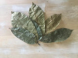 Premium Soursop Leaf Tea Bags